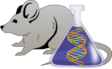 Mouse Factor IX Genetically Deficient Heart